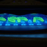The models are cured under UV light to complete their polymerization process.
